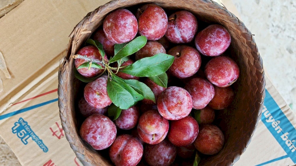 Mận hậu